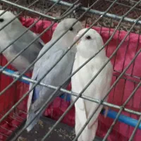 طوطی برزیلی