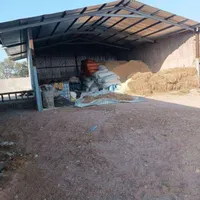 گاوداری شیری ۵۰ راسی و ۱۰۱ راس مواد|فروش دفتر صنعتی، کشاورزی، تجاری|تهران, جنت‌آباد جنوبی|دیوار