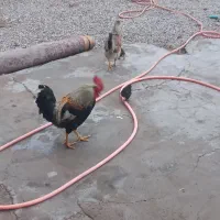 خروس عربی و نیمچه مرغ عربی