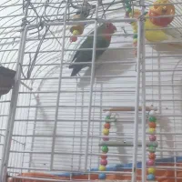 فروش طوطی   برزیلی مولد دو  جفت   ساحلم و سر حال