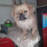 سگ خانگی پیکینیز با وسیله های کاملش و ۳ کیلو غذا