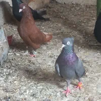 سرخ وسبز آبادانی