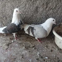 دوکت عالی