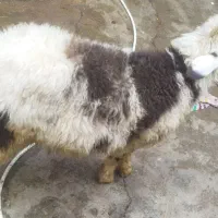 بره پلنگی درجه یک|حیوانات مزرعه|اندیمشک, |دیوار