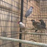 فنچ نرگسی|پرنده|یزد, |دیوار