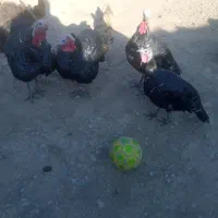 بوقلمو نکردی|حیوانات مزرعه|ماهیدشت, |دیوار