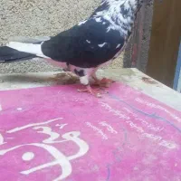 جوجه رنگی|حیوانات مزرعه|مشهد, امیرآباد|دیوار