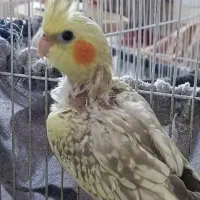 عروس هلندی نر ۳ ماهه خوشگل و مهربون