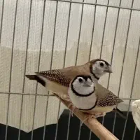 فنج نرگسی مولد و جغدی مولد|پرنده|الوند, |دیوار