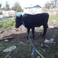 ورزا کوله چالوسی فوق العاده جنس لیشه گاو|حیوانات مزرعه|رشت, حومه رشت|دیوار