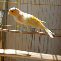 قناری ماده آماده