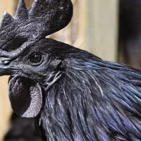 تخم مرغ نطفه دار ایام سمانی