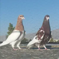 کفتر.یال ماده