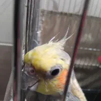 دوعد عروس هلندی