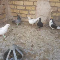 ۴کبوتر درجه یک پرشی