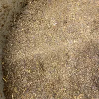 کشمش حلوایی و خمیر کشمش|خوردنی و آشامیدنی|تاکستان, |دیوار