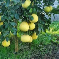 سلطان مرکبات