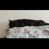 گربه نر گمشده شده مهر 1403|گربه|بجنورد, |دیوار