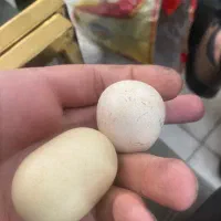 سنگ زیبا بیابانی|صنایع دستی و سایر لوازم تزئینی|تهران, سبلان (لشگر)|دیوار