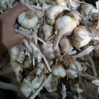 سیر|خوردنی و آشامیدنی|کرمانشاه, |دیوار
