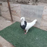 کفتر طوقی ماده