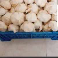 مقدار ۲۰۰ تا ۲۵۰ کیلو سیر
