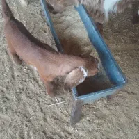 فروش بز با بزغاله|حیوانات مزرعه|ایوان, |دیوار