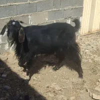 فروش دو عدد بز