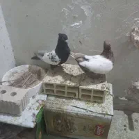 کبوتر|پرنده|فسا, |دیوار