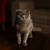 گربه اسکاتیش و بریتیش