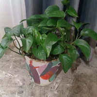 گل پتوس|گل و گیاه طبیعی|سنندج, |دیوار