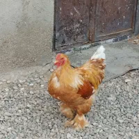 خروس برهما|حیوانات مزرعه|دشتابی, |دیوار