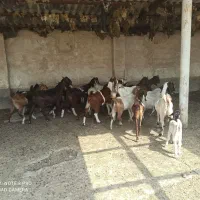 بز افغانی و نژدی