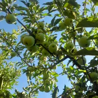 فروش یک قطعه باغ در بهترین موقعیت کاکارضا