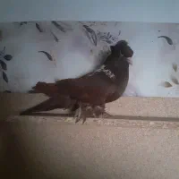 کبوتر صید شده