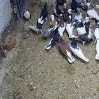 ی بوم کفتر جوونه عالی مخصوص بازی کردن