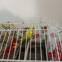 مرغ عشق جفت