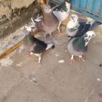 کفتر شهرستان مشهد|پرنده|قم, هفت تیر|دیوار