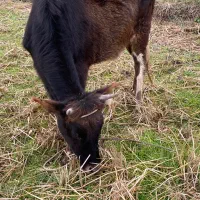 لیشه دورگ محلی اصیل|حیوانات مزرعه|ضیابر, |دیوار