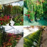 باغبانی سمپاشی گل کاری سم پاشی هرس تعویض خاک وگدان|خدمات باغبانی و درختکاری|مشهد, وکیل‌آباد|دیوار