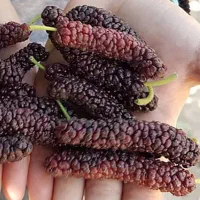 تولید نهال توت موزی|خدمات باغبانی و درختکاری|اژیه, |دیوار