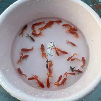 ماهی قرمز گلدفیش کوی