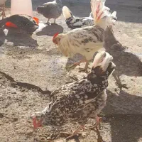 تخم مرغ گلین طوسی و گلین لری و پنگوئن