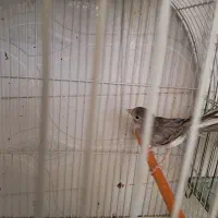 قناری نر طوسی اماده