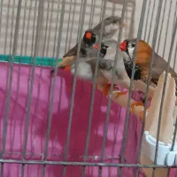 فنچ کینگ اروپایی