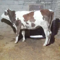 گوساله ،گاو ،تلیسه سیمینتال|حیوانات مزرعه|بیلوار, |دیوار