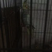 عروس هلندی جوان|پرنده|تهران, مسعودیه|دیوار