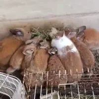 واگذاری رایگان خرگوش به شرط نگهداری در فضای باز|موش و خرگوش|رشت, پل تالشان|دیوار