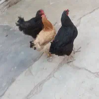 مرغ اری تخم گذار