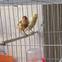 قناری نر ماده لیمویی